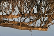 Trees, Canada Stock Photos