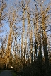 Trees, Canada Stock Photos