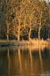 Trees, Canada Stock Photos