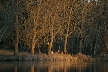 Trees, Canada Stock Photos