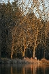 Trees, Canada Stock Photos