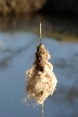 Burnaby Lake, Canada Stock Photos