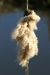 Burnaby Lake, Canada Stock Photos