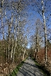 Trees, Canada Stock Photos