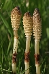 Pollination, Canada Stock Photos