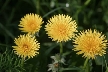 Dandelion, Canada Stock Photos