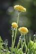 Dandelion, Canada Stock Photos