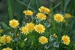 Dandelion, Canada Stock Photos