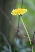 Dandelion, Canada Stock Photos