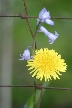 Flowers, Canada Stock Photographs