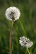 Flowers, Canada Stock Photographs