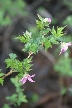 Flowers, Canada Stock Photographs