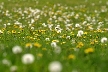 Dandelions, Canada Stock Photos