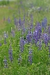 Wildflowers, Canada Stock Photos