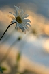 Daisy, Canada Stock Photos