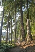 Belcarra Regional Park, Canada Stock Photos