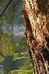 Belcarra Regional Park, Canada Stock Photos