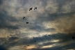 Flying Ducks Over Burnaby Deer Lake, Canada Stock Photos