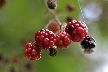 Strawberries, Canada Stock Photos