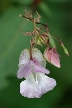 Flowers, Canada Stock Photos