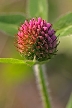 Wildflowers, Vancouver Gardens