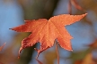 Autumn Leaves, Canada Stock Photos