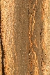 Tree Trunk, Canada Stock Photos