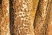 Tree Trunk, Canada Stock Photos