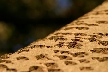 Tree Trunk, Canada Stock Photos