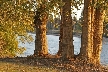 Four Tree Trunks, Canada Stock Photographs