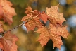 Autumn Leaves, Vancouver Nature