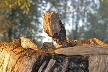 Tree Trunk, Canada Stock Photos