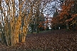 Tree Trunks, Canada Stock Photos