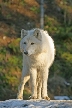 Wolves, Canada Stock Photos