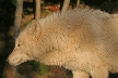 Wolves, Canada Stock Photos