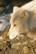 Wolves, Canada Stock Photos