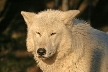 Wolves, Canada Stock Photos