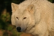 Wolves, Canada Stock Photos