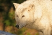 Wolves, Canada Stock Photos