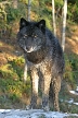 Wolves, Canada Stock Photos