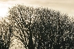 Winter Trees, Canada Stock Photographs