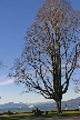 Winter Trees, Canada Stock Photographs