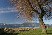 Fall At Kitsilano, Canada Stock Photos