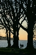 Silhouette Of Trees At Stanley Park, Canada Stock Photos