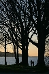 Silhouette Of Trees At Stanley Park, Canada Stock Photos