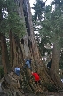 Kids And Old Tree Trunk, Canada Stock Photos