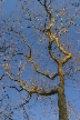 Winter Trees, Canada Stock Photographs