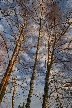 Winter Trees, Canada Stock Photographs