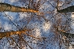 Winter Trees, Canada Stock Photographs