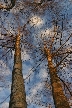 Winter Trees, Canada Stock Photographs